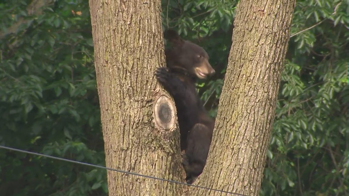 Black bear jumps from tree into DC neighborhood